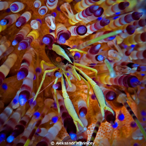 Fire urchin shrimp by Aleksandr Marinicev 